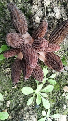 人工種植尖頂灰黑羊肚菌 干貨小尺寸的自然饋贈
