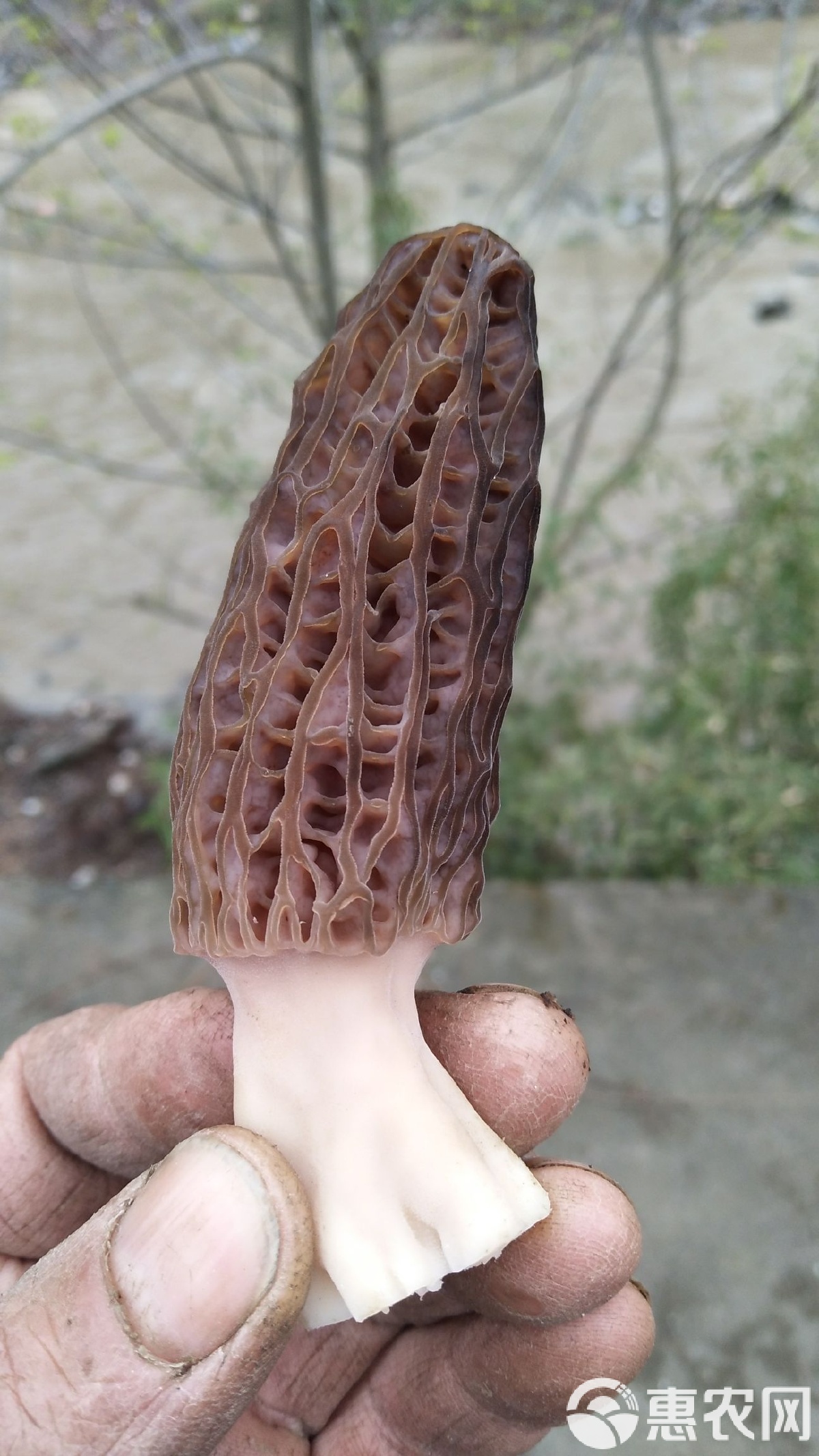 探秘人工種植的灰黑色尖頂羊肚菌 干貨規格與風味雙重解析
